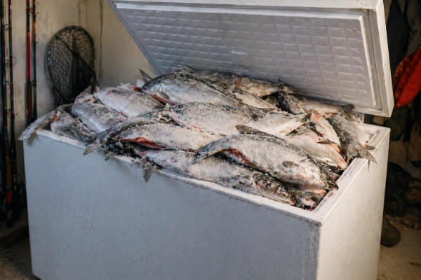chest freezer full of whole fish